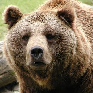 Bild von Der europäische Braunbär