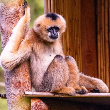 Bild von Der Gibbon