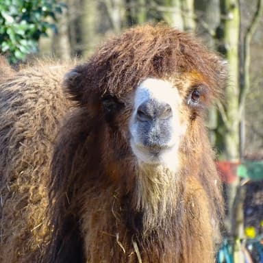 Bild von Das Trampeltier