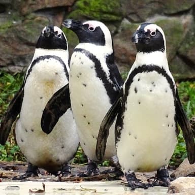 Bild von Der Brillenpinguin