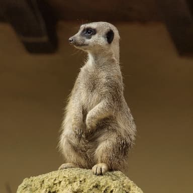 Bild von Das Erdmännchen