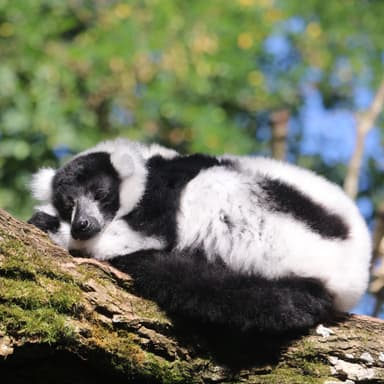 Bild von Der Schwarzweiße Vari