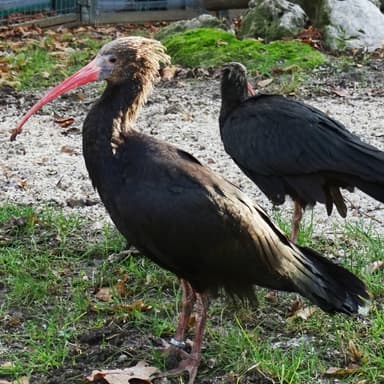 Bild von Waldrapp und Gänsegeier